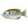 LIVETARGET SUNFISH WALKING BAIT NATURAL/OLIVE BLUEGILL 75 MM 12 G