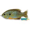 LIVETARGET SUNFISH WALKING BAIT NATURAL/OLIVE BLUEGILL 75 MM 12 G