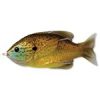 LIVETARGET SUNFISH WALKING BAIT NATURAL/BLUE PUMPKINSEED 75 MM 12 G